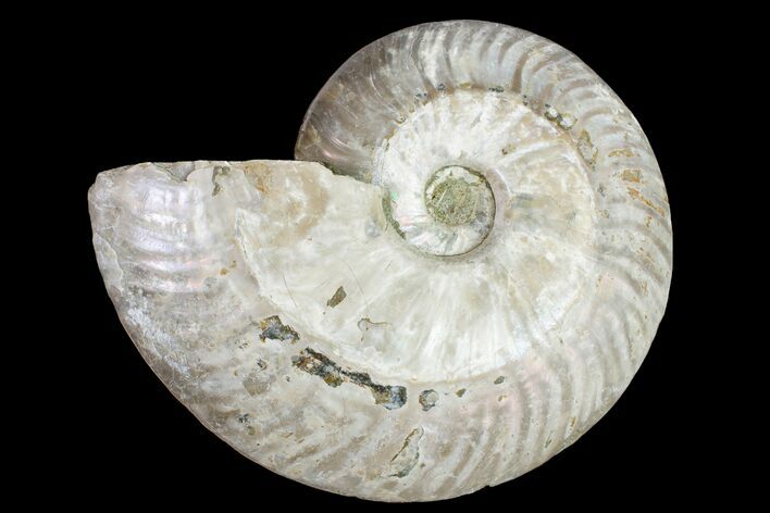 Silver Iridescent Ammonite (Cleoniceras) Fossil - Madagascar #159372